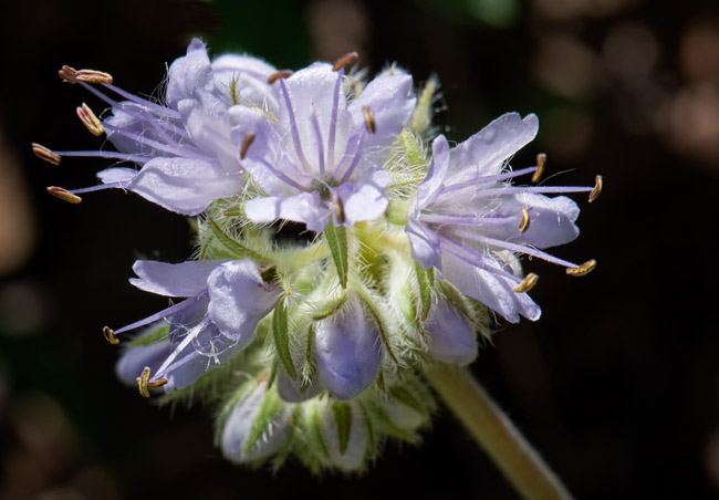 waterleaf